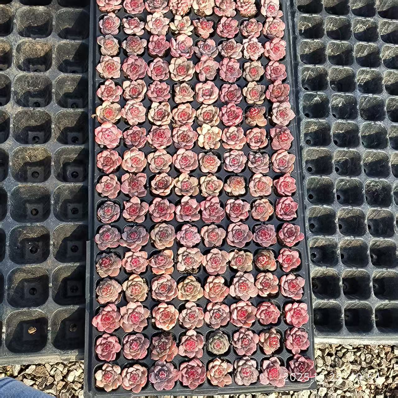 21701 Echeveria Spirit Fairy (3cm pot size)