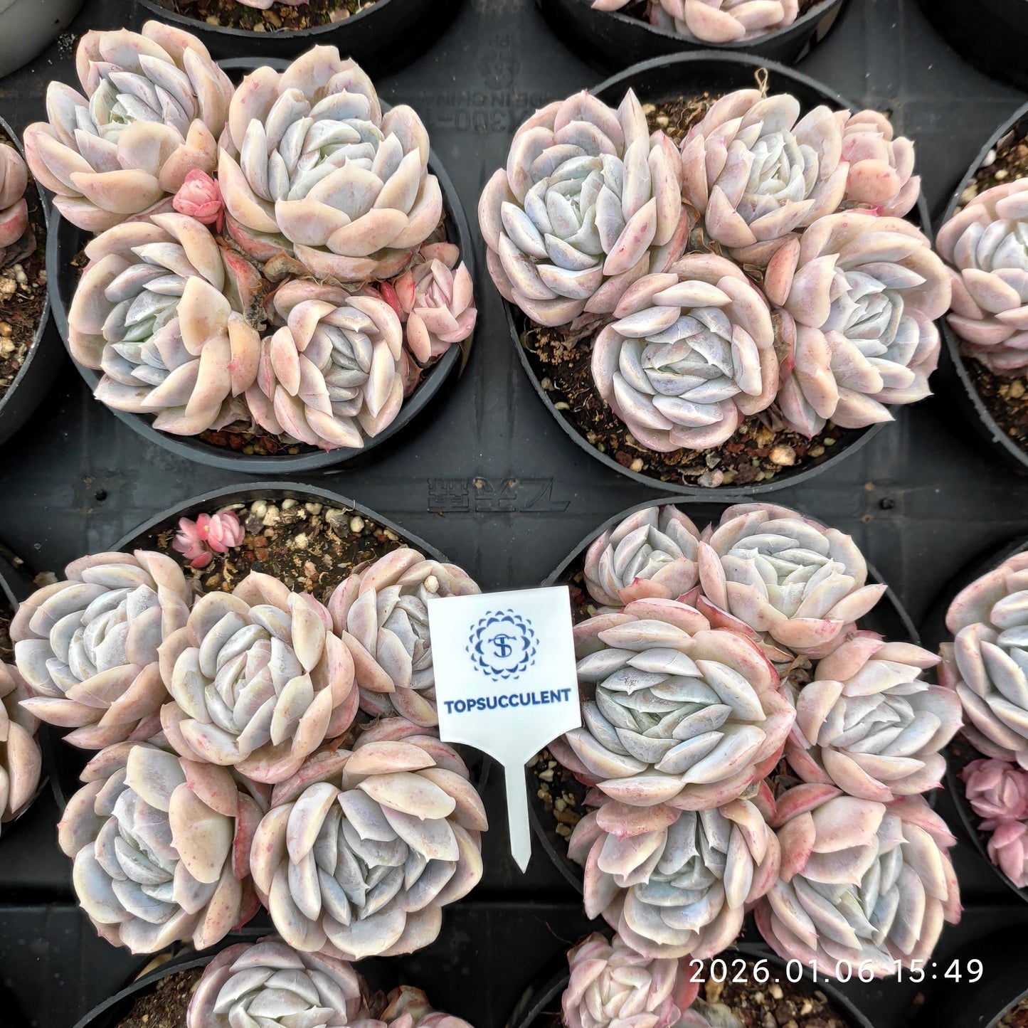 19950 Echeveria Potosina (9cm pot size)