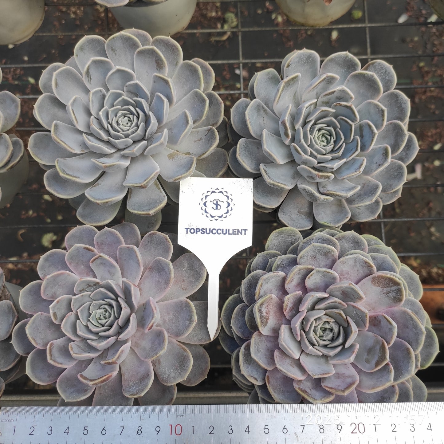 19283 Echeveria Tiny Burger (15cm pot size)