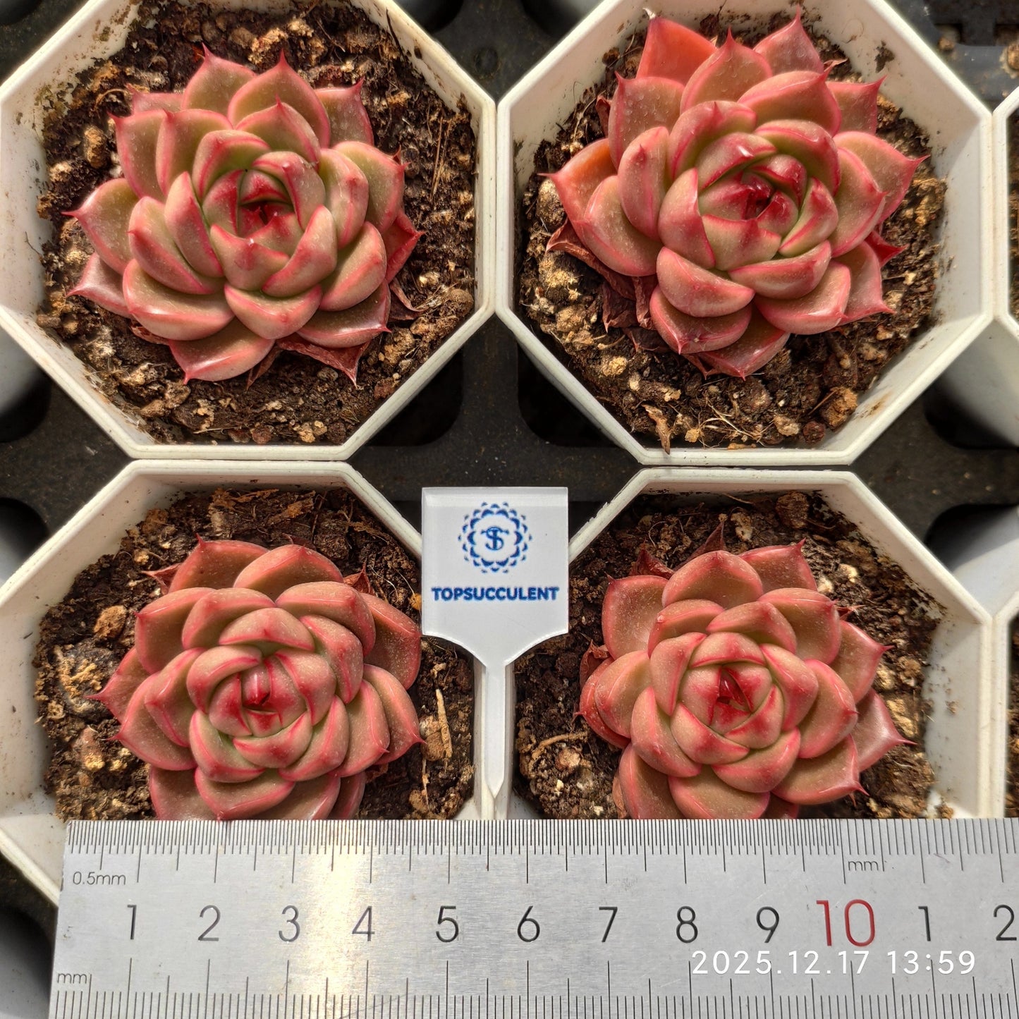 16433 Echeveria Red Glow (7cm pot size)