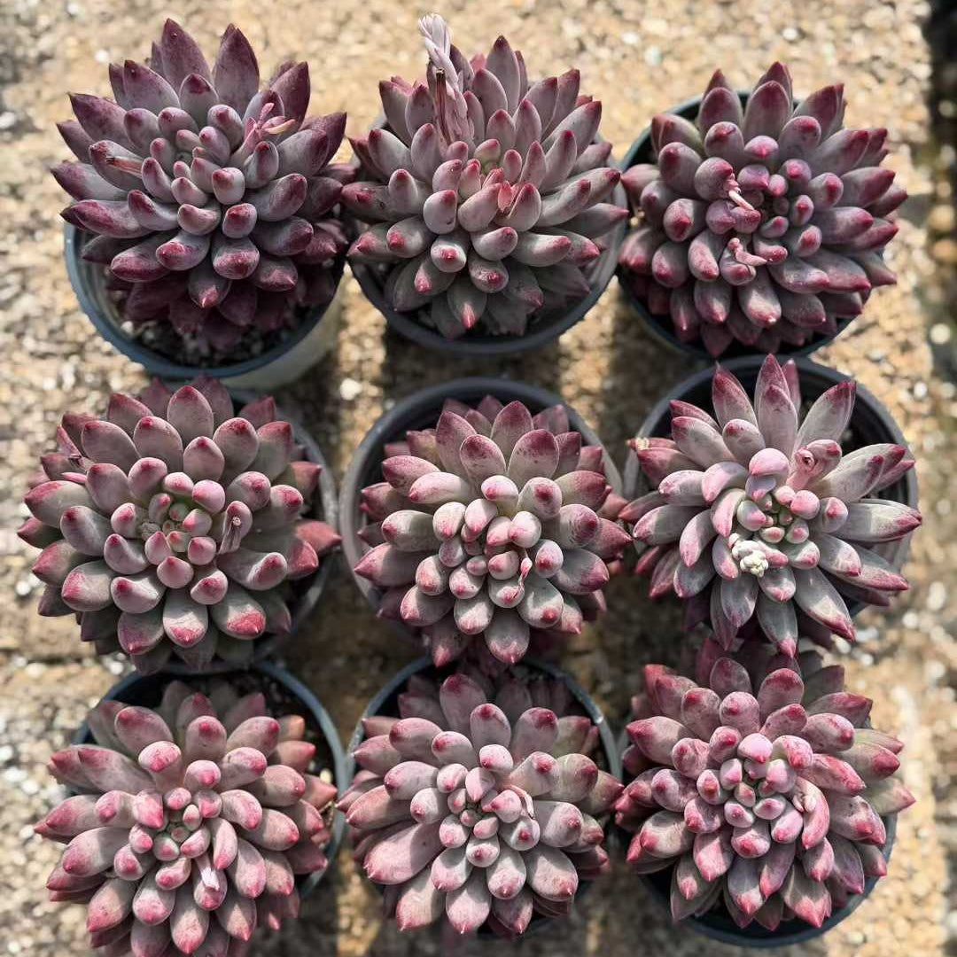 24939 Echeveria Corn Poppy (9cm pot size)