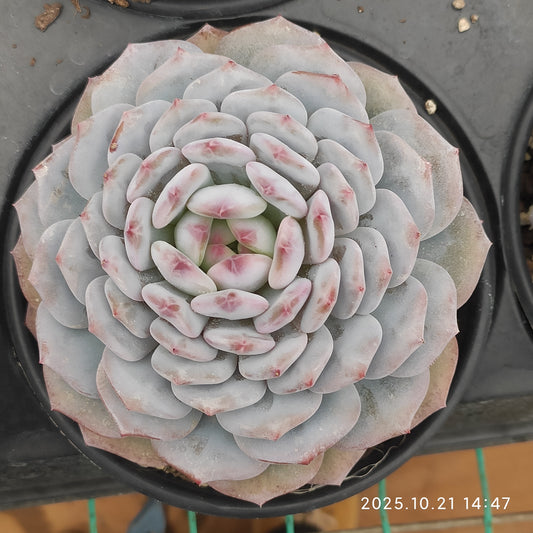 21929 Echeveria Jade Monroe (12.5cm pot size)