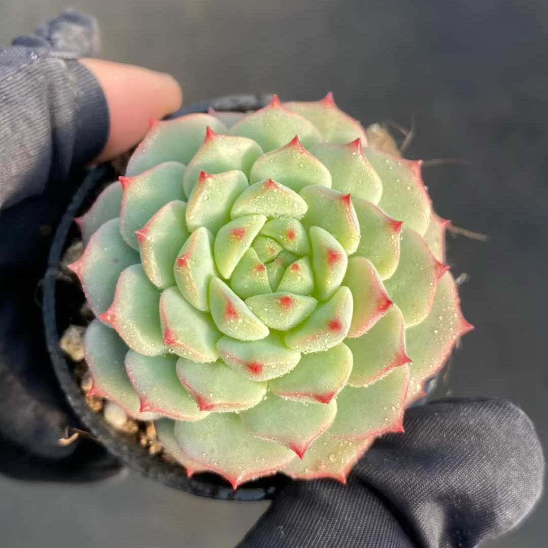 21914 Echeveria Rose Lily (5.5cm pot size)