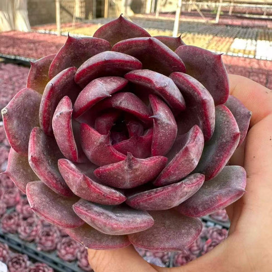 23419 Echeveria Black Maple (7cm pot size)
