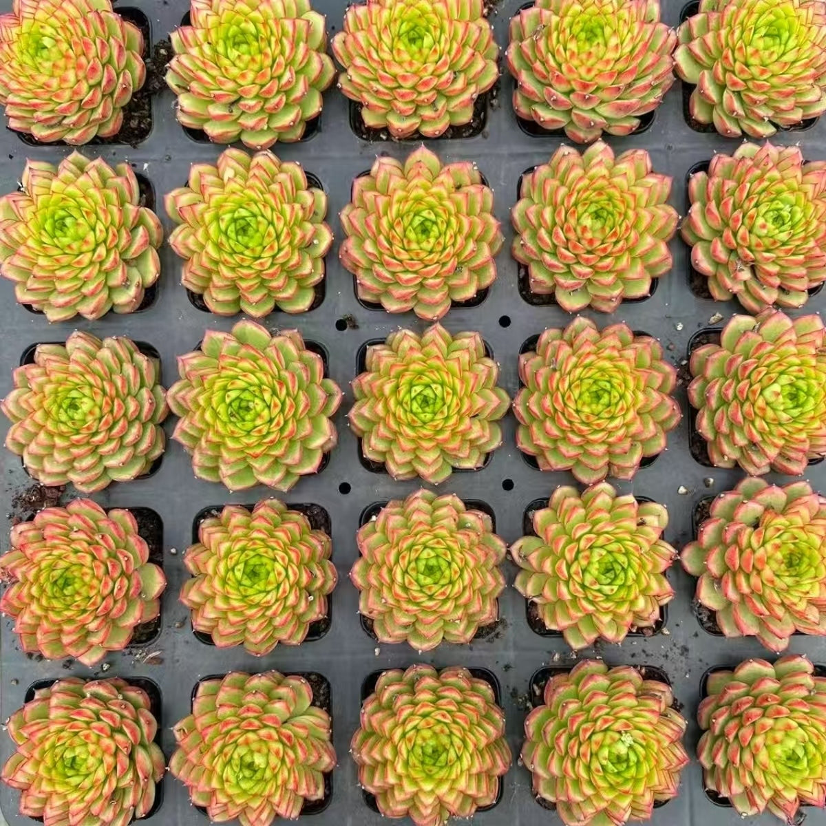 21188 Echeveria Bourne Supremacy (7cm pot size)