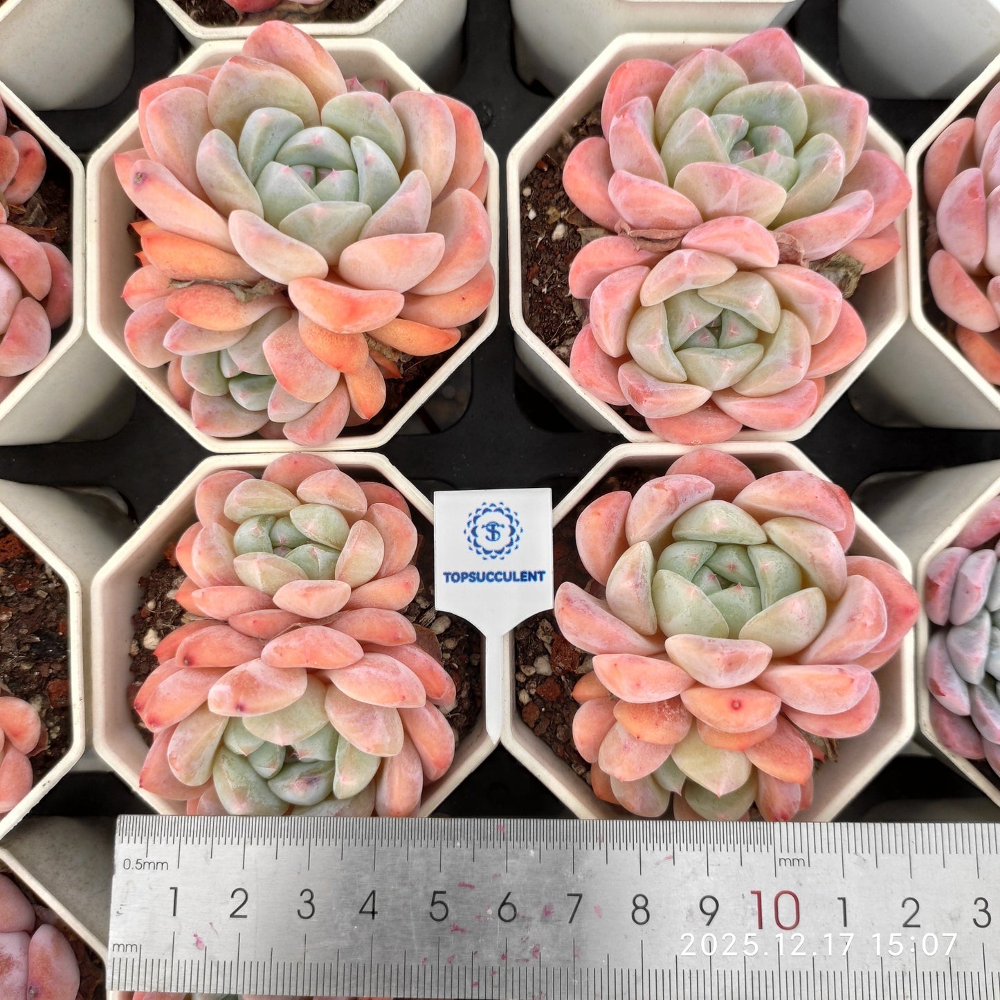 23787 Echeveria Ice Dream (7cm pot size)