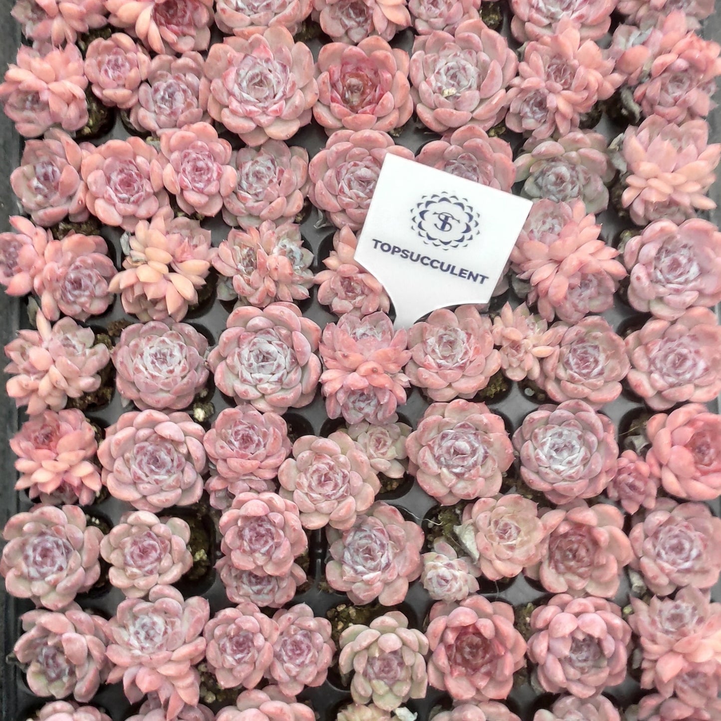 23969 Echeveria Ice (3cm pot size)