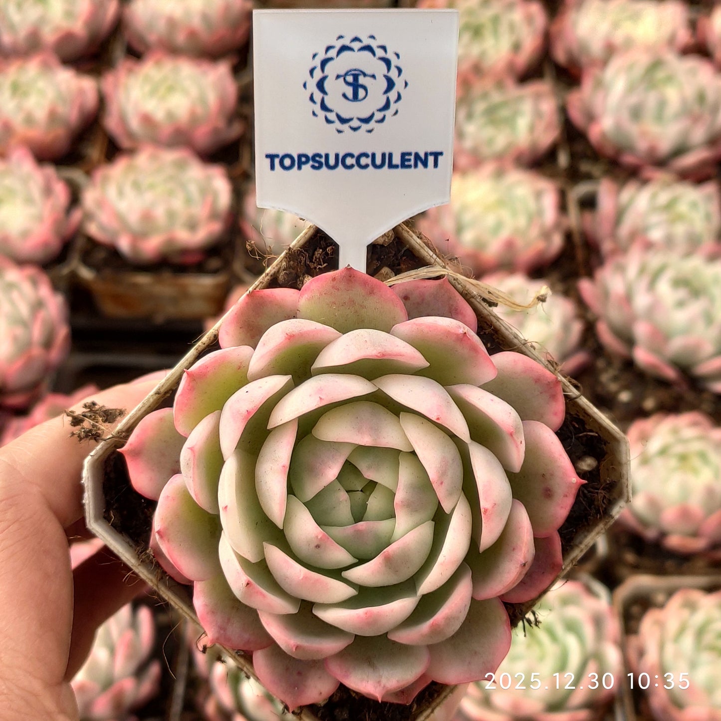 24034 Echeveria Pink Crystal Rose Variegated (7cm pot size)