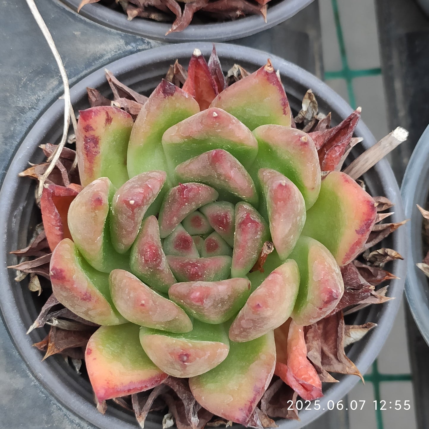 6804 Echeveria Lip Stick (9cm pot size)