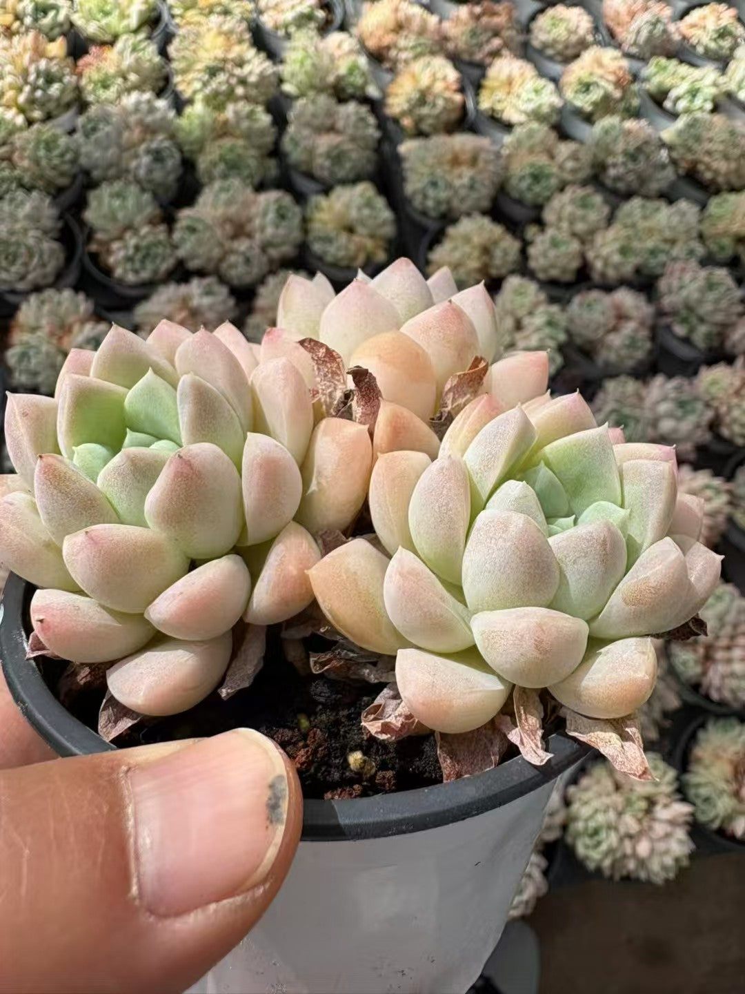 17491 Echeveria Cream Beauty (9cm pot size)