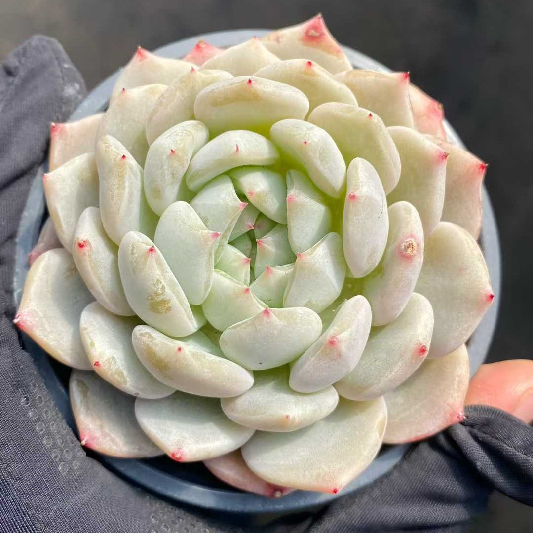 25373 Echeveria Star Ivory (9cm pot size)