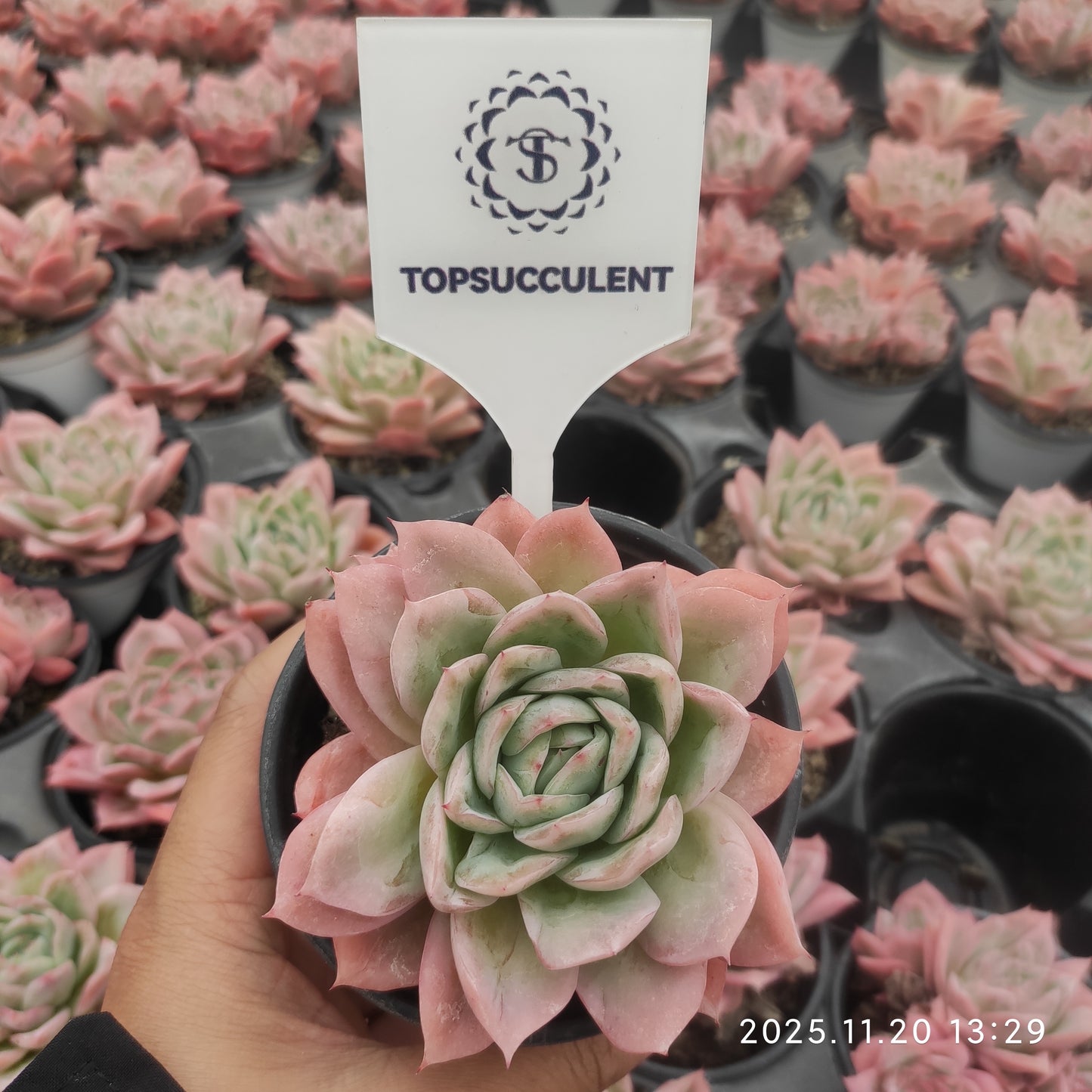 21856 Echeveria Lovesickness (9cm pot size)