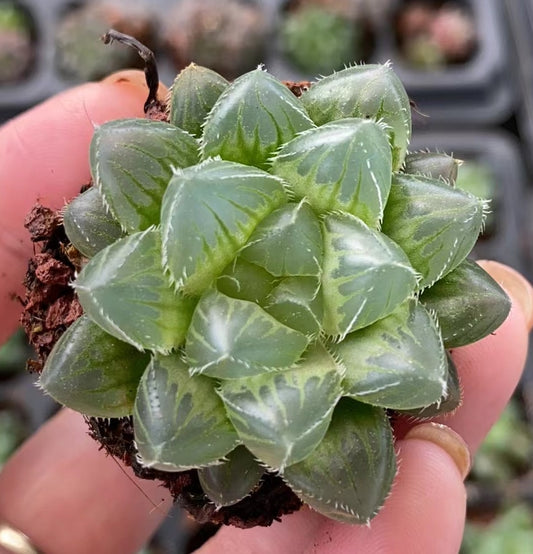 9276 Haworthia Cooperi 'Blue-lenz' (3cm pot size)
