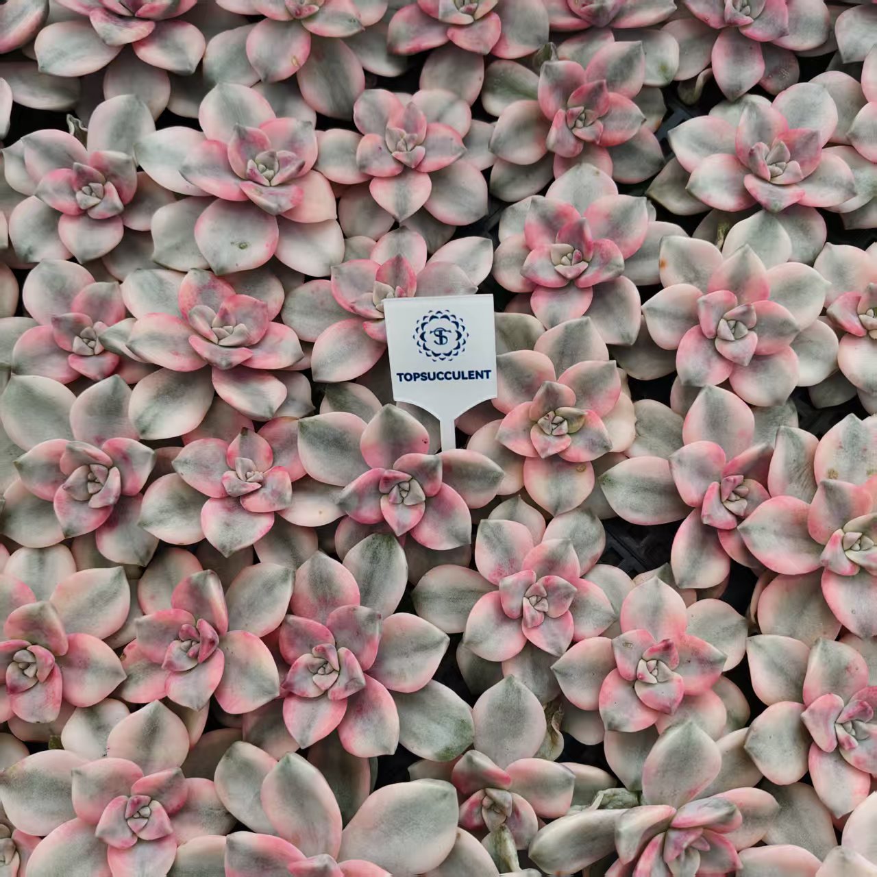 23023 Echeveria Snow White Variegated (5cm pot size)