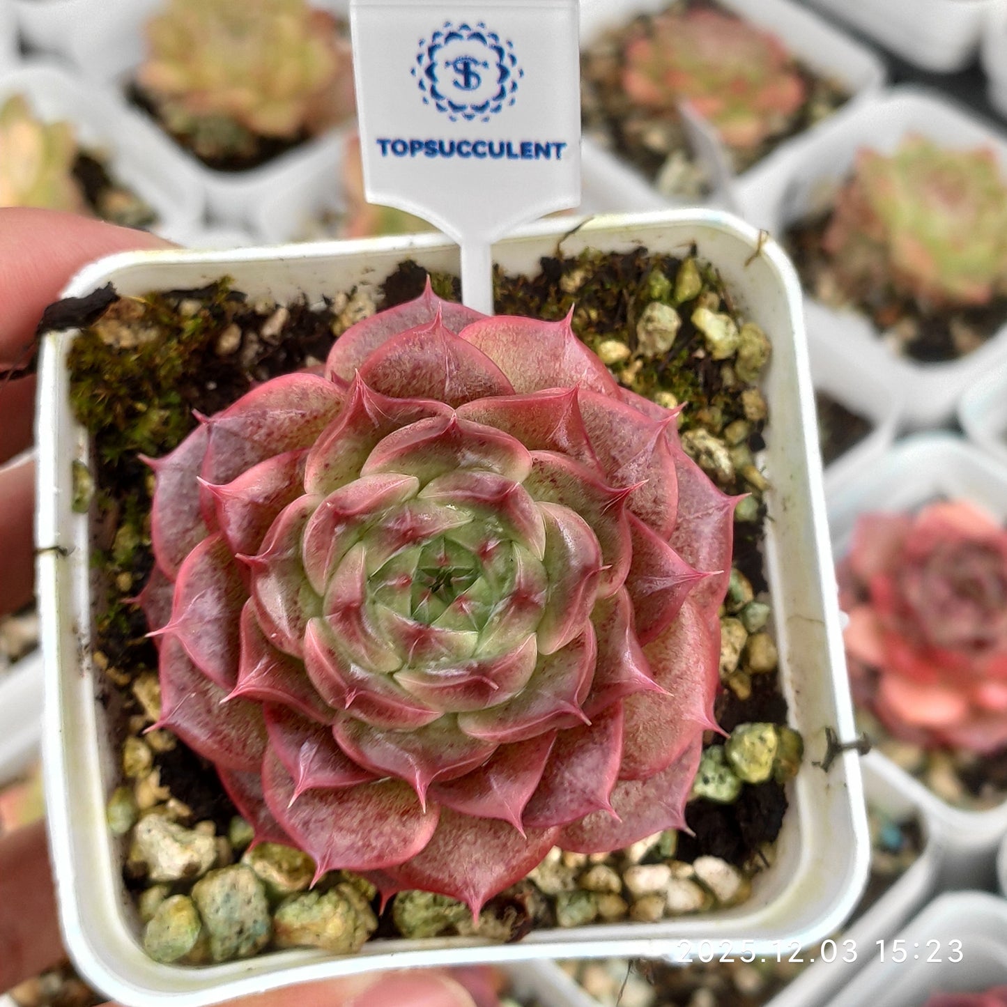 23115 Echeveria Red Velvet Hyb (7cm pot size)