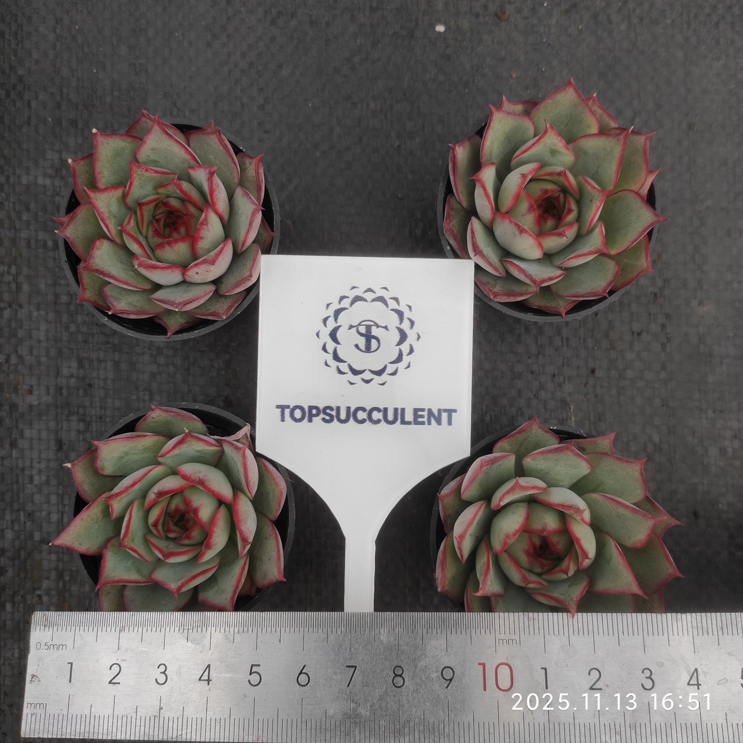 T1068 Echeveria Lotus Lamp (5cm pot size)