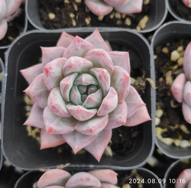 QN016 Echeveria Blue Bird