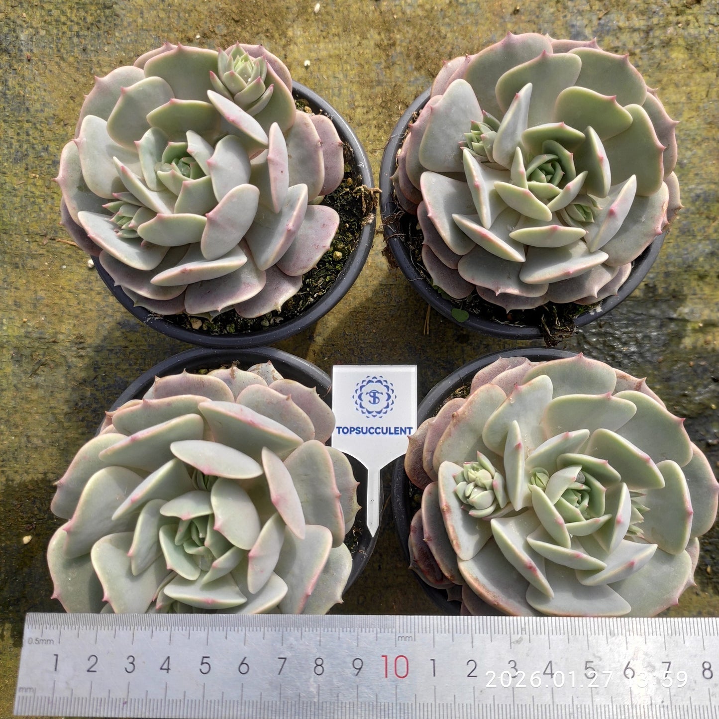 18835 Echeveria Lola (11cm pot size)