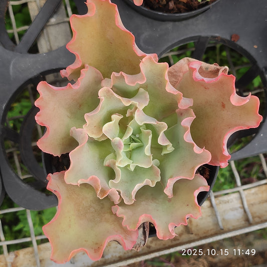 ZZA178 Echeveria cv. Takasagonookina(11cm pot size)