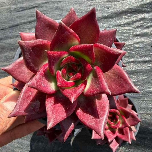 24060 Echeveria Roca (11cm pot size)