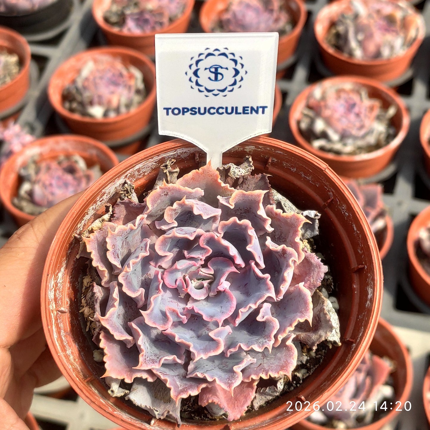 T1144 Echeveria Shaviana Truffles (9cm pot size)