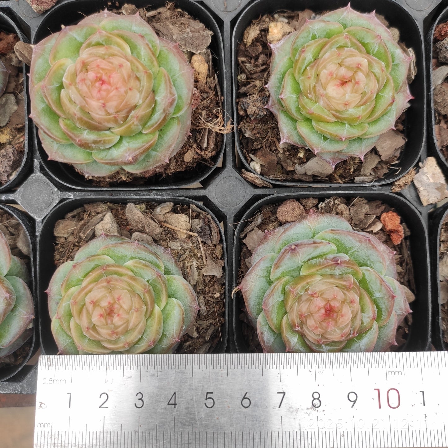 10313 Echeveria Lip Gloss (6.3cm pot size)