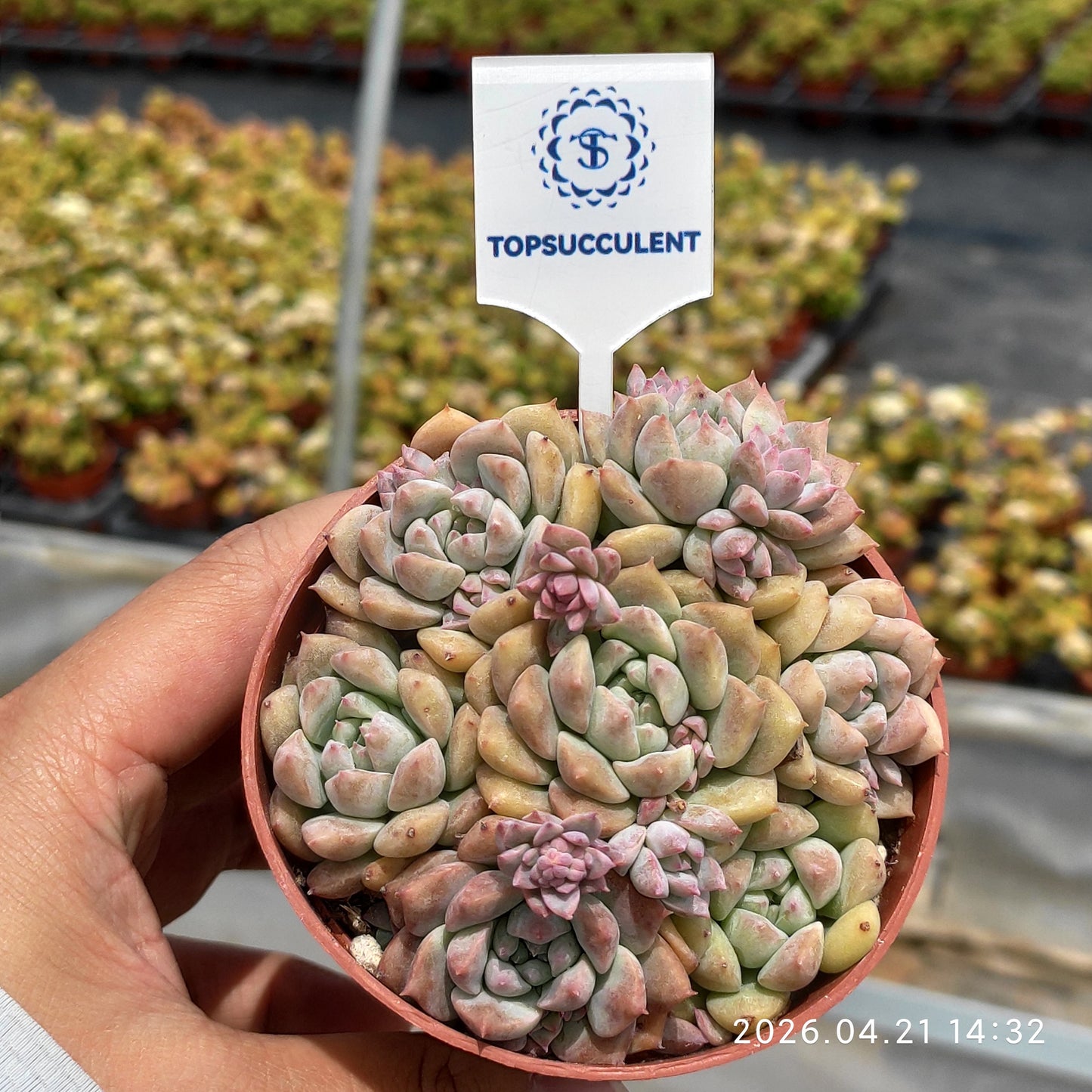 26036 Echeveria Pink Prolifica (9cm pot size)