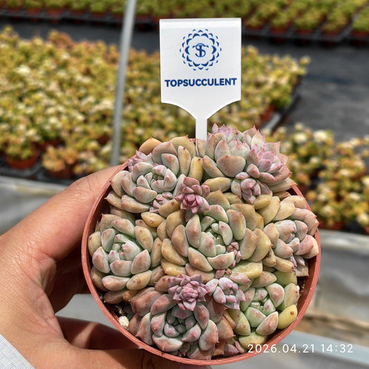 26036 Echeveria Pink Prolifica (9cm pot size)