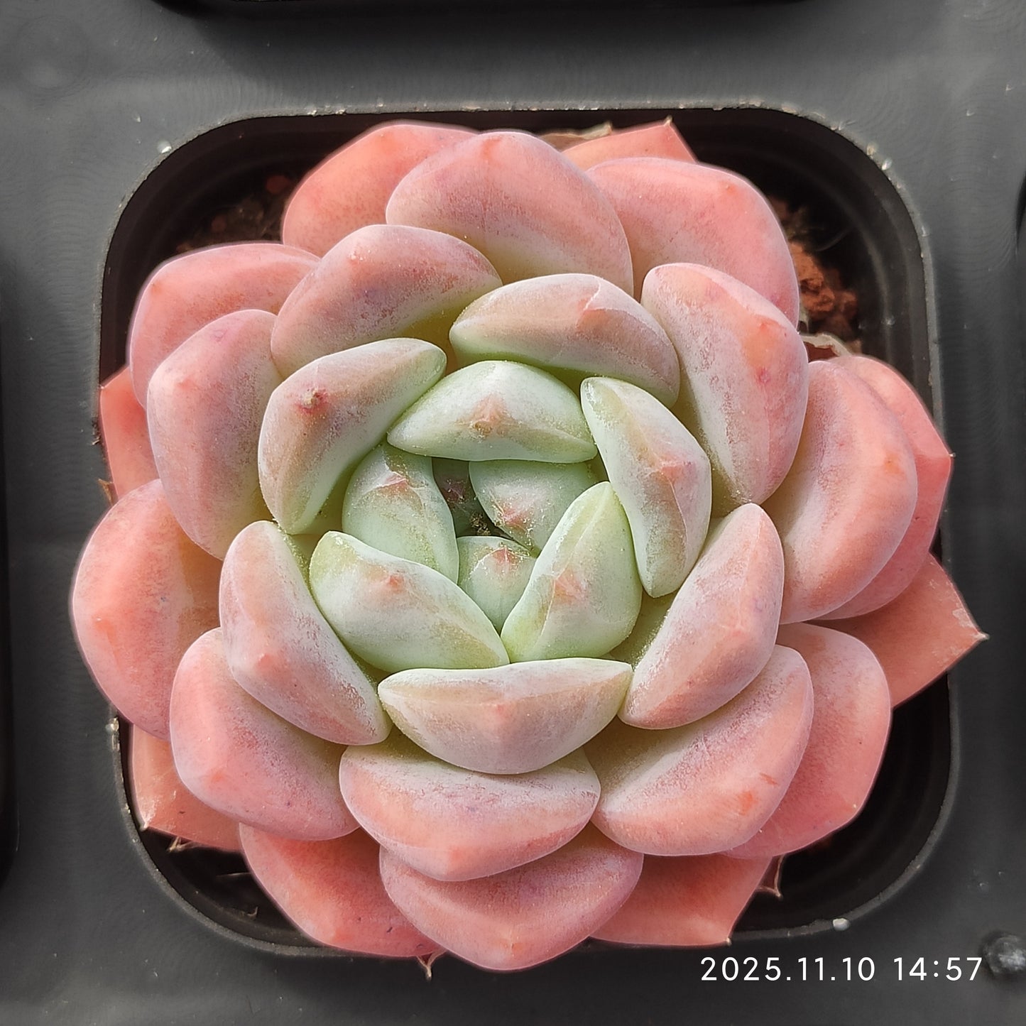 18355 Echeveria Lonely Heart Hyb (7cm pot size)