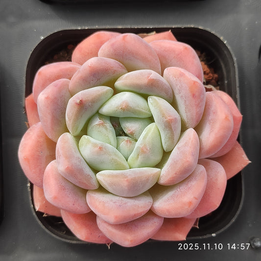 18355 Echeveria Lonely Heart Hyb (7cm pot size)