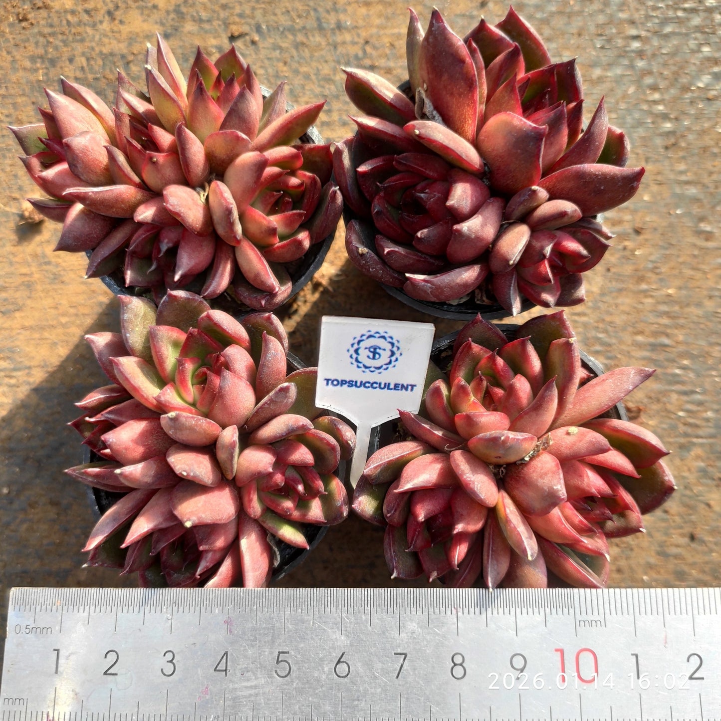 22491 Echeveria Wild Horse (5.5cm pot size)