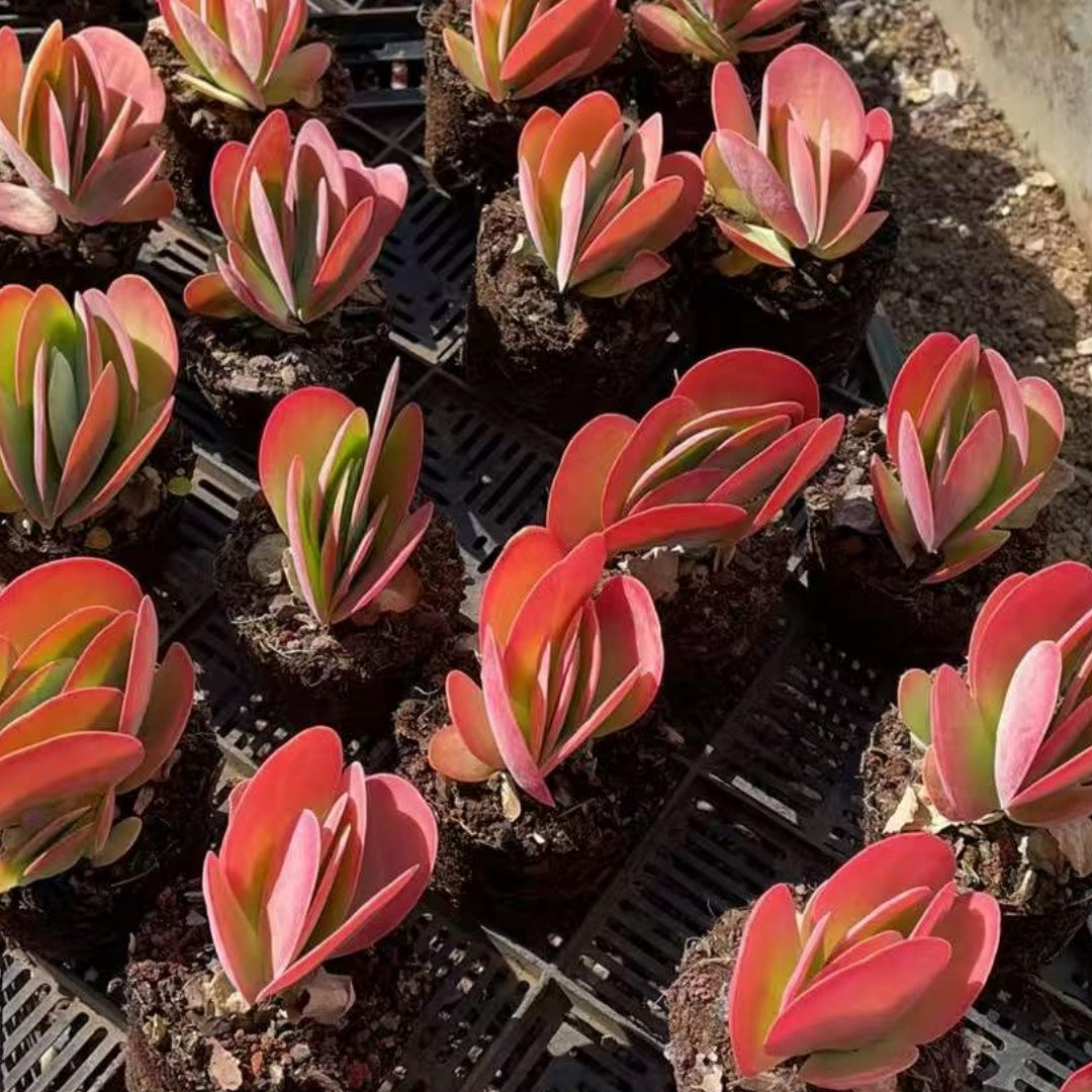 20596 Echeveria Kalanchoe Thyrsifolia Variegated (9cm pot size)