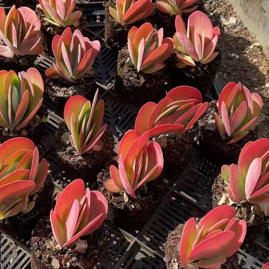 20596 Echeveria Kalanchoe Thyrsifolia Variegated (9cm pot size)