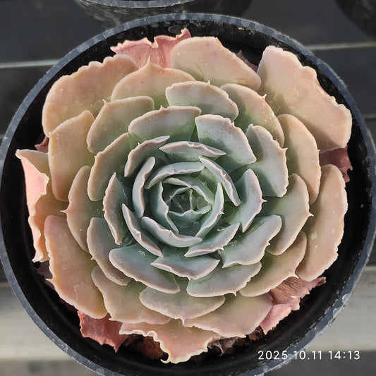 TPKM051 Echeveria Swan Lake(7cm pot size)