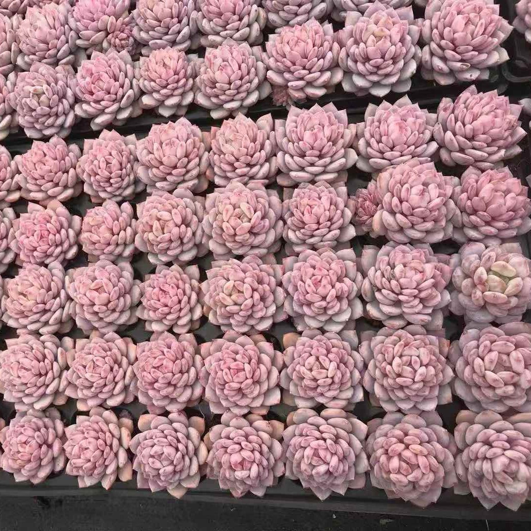 24590 Echeveria Jade Monroe (5cm pot size)