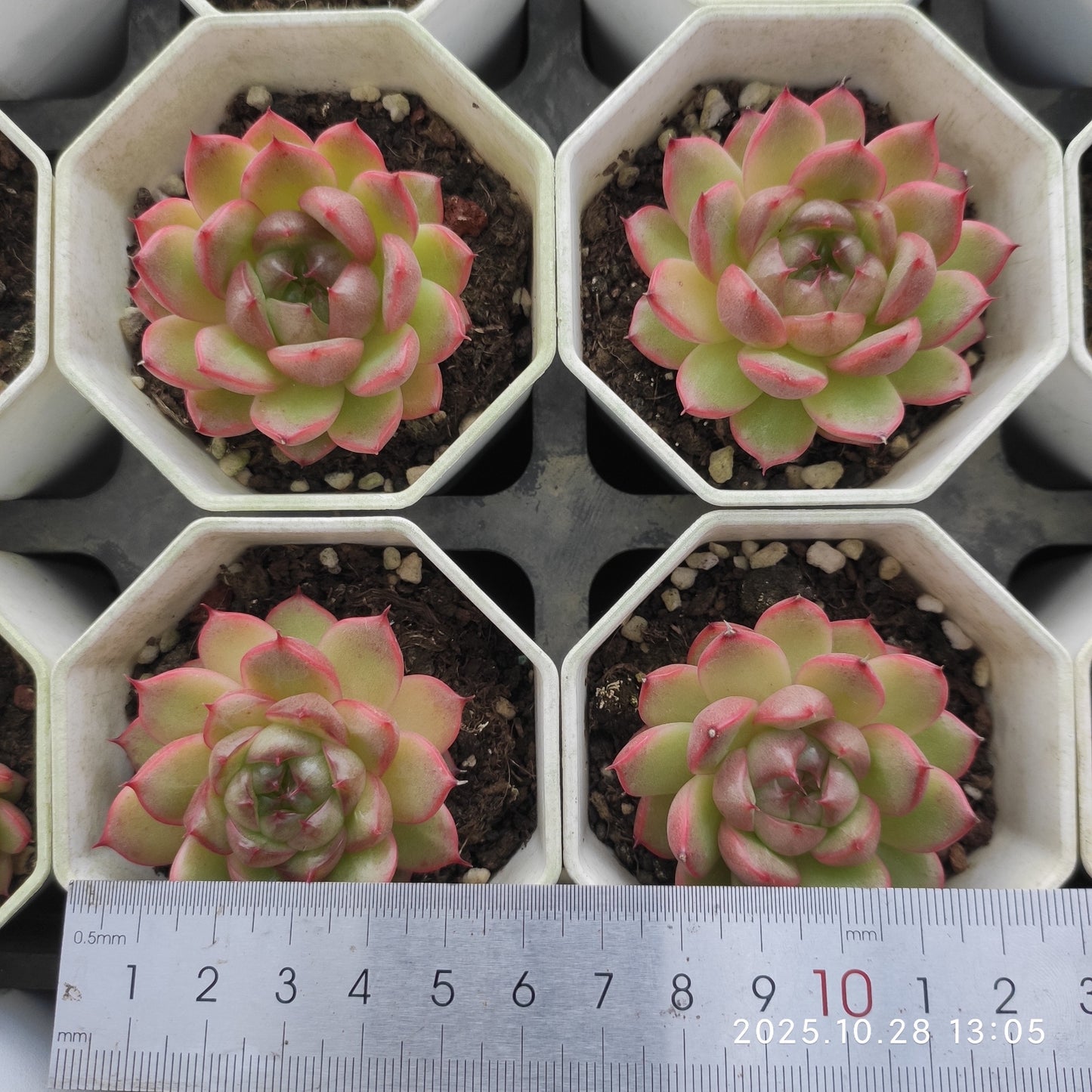 18934 Echeveria Clever Jenny Hyb (6cm pot size)