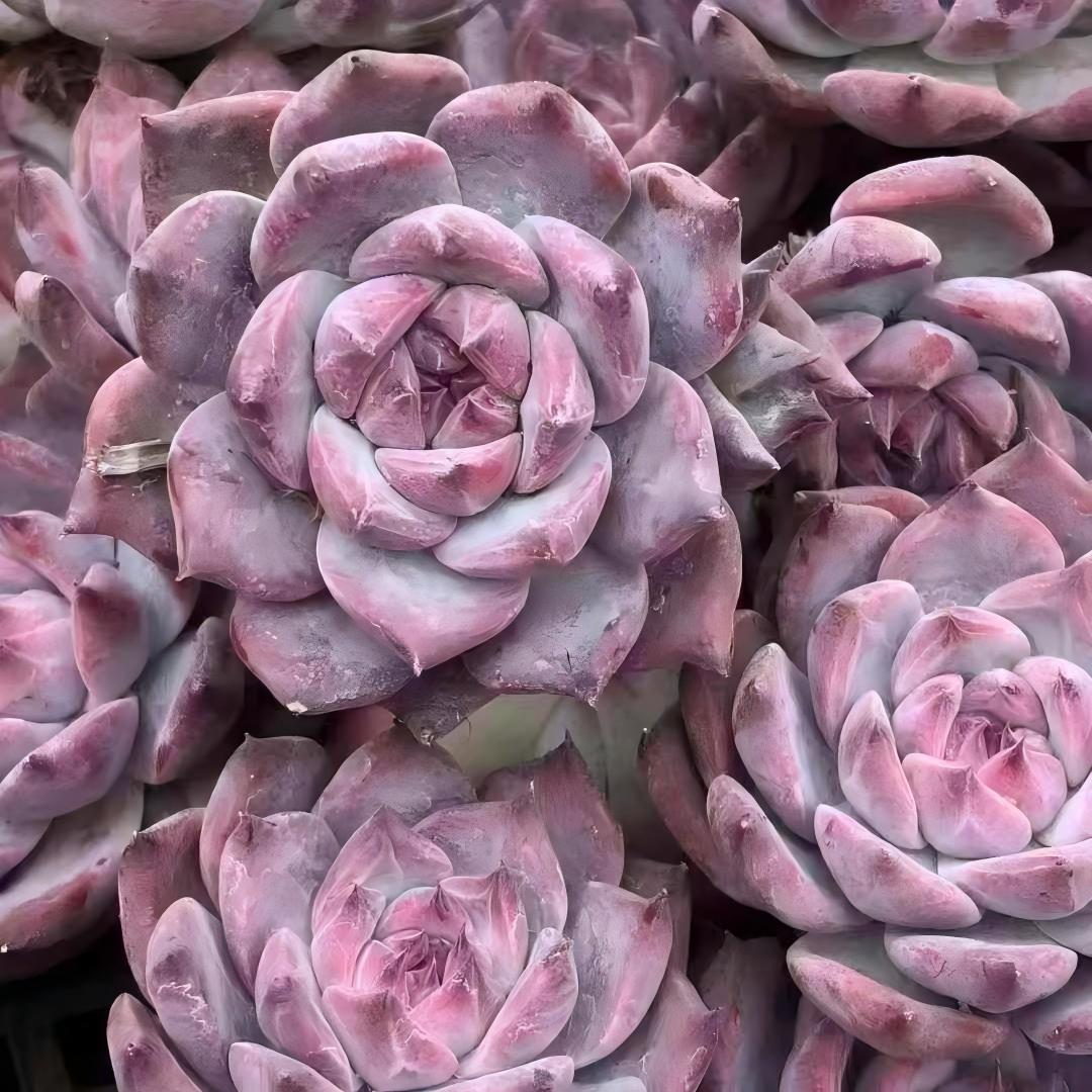 24319 Echeveria Original Colorata (3.5cm pot size)