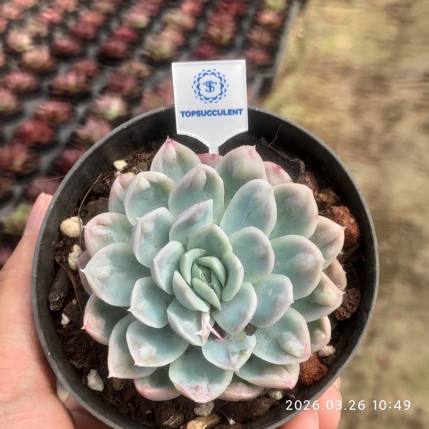 24314 Echeveria Ice Point (10cm pot size)