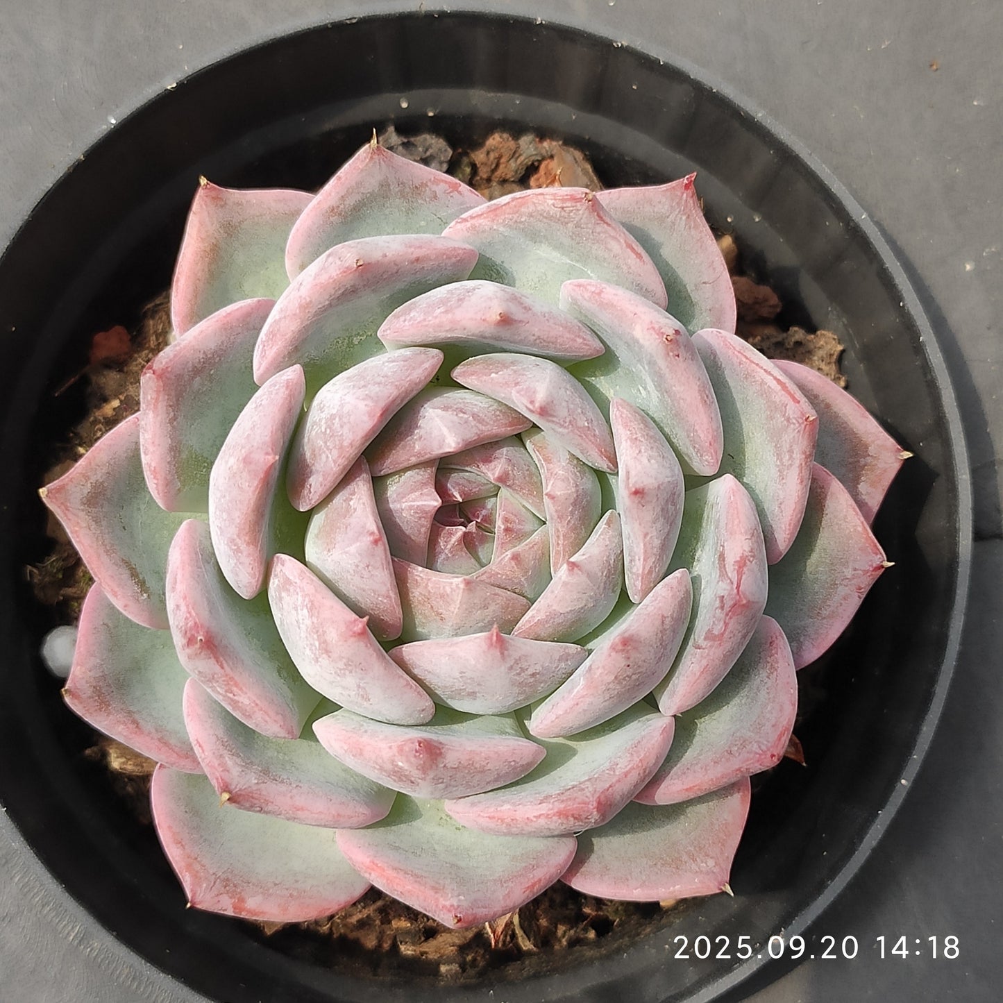 21209 Echeveria Pink Diamond (10cm pot size)