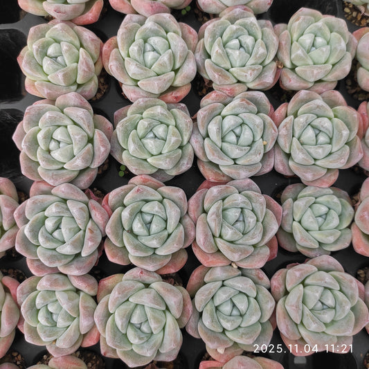 21767 Echeveria Ice Green (3cm pot size)