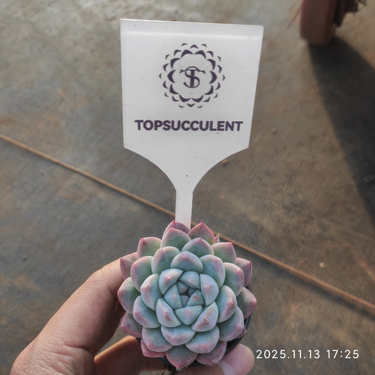 20067 Echeveria Dream Suit (5.5cm pot size)