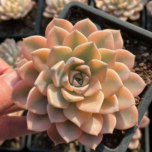 24471 Echeveria Pink Pretty Variegated (12cm pot size)