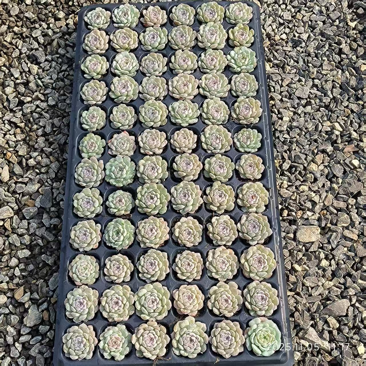 22028 Echeveria Snow Face (4cm pot size)