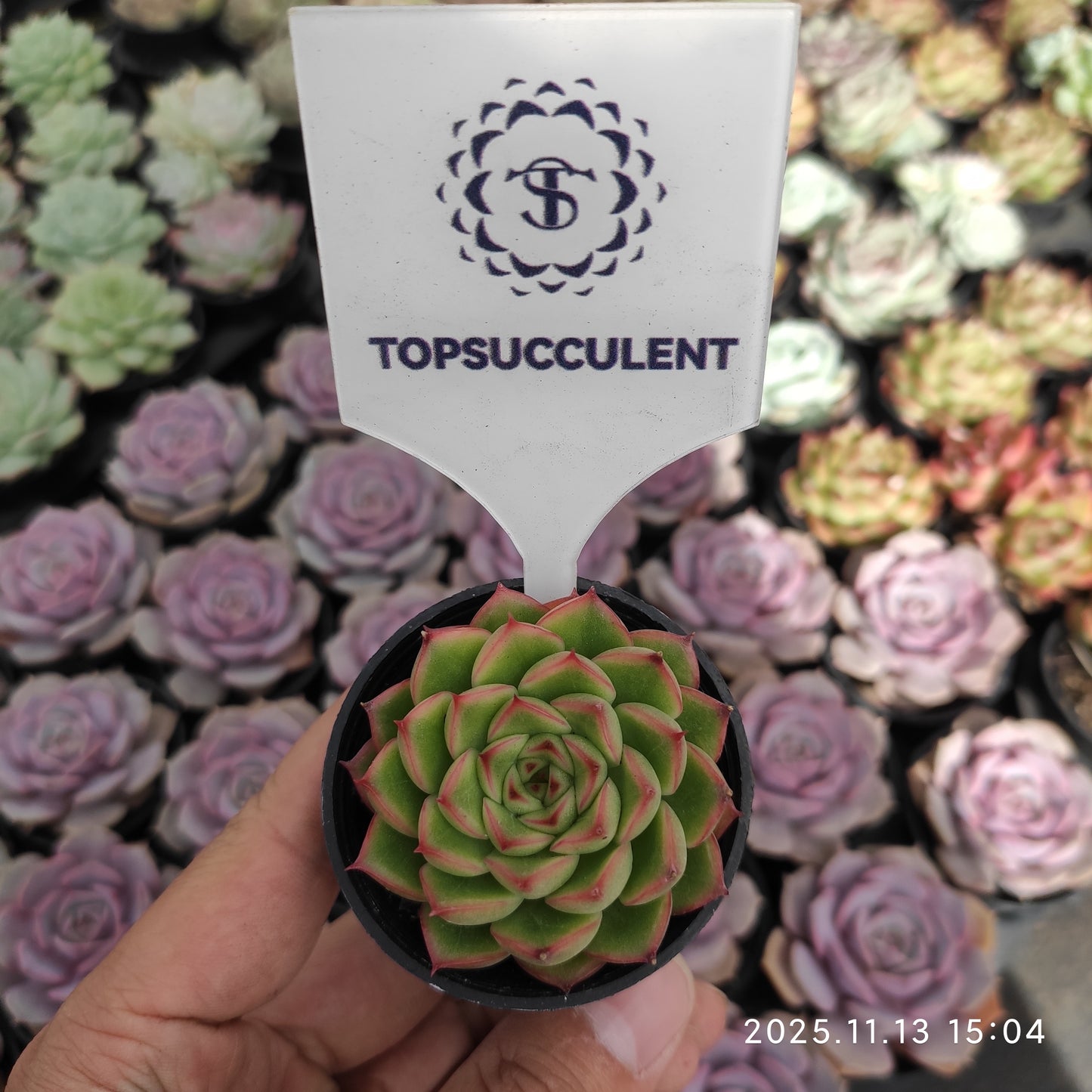 18750 Echeveria Flash Light (5.5cm pot size)