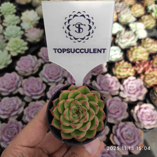 18750 Echeveria Flash Light (5.5cm pot size)