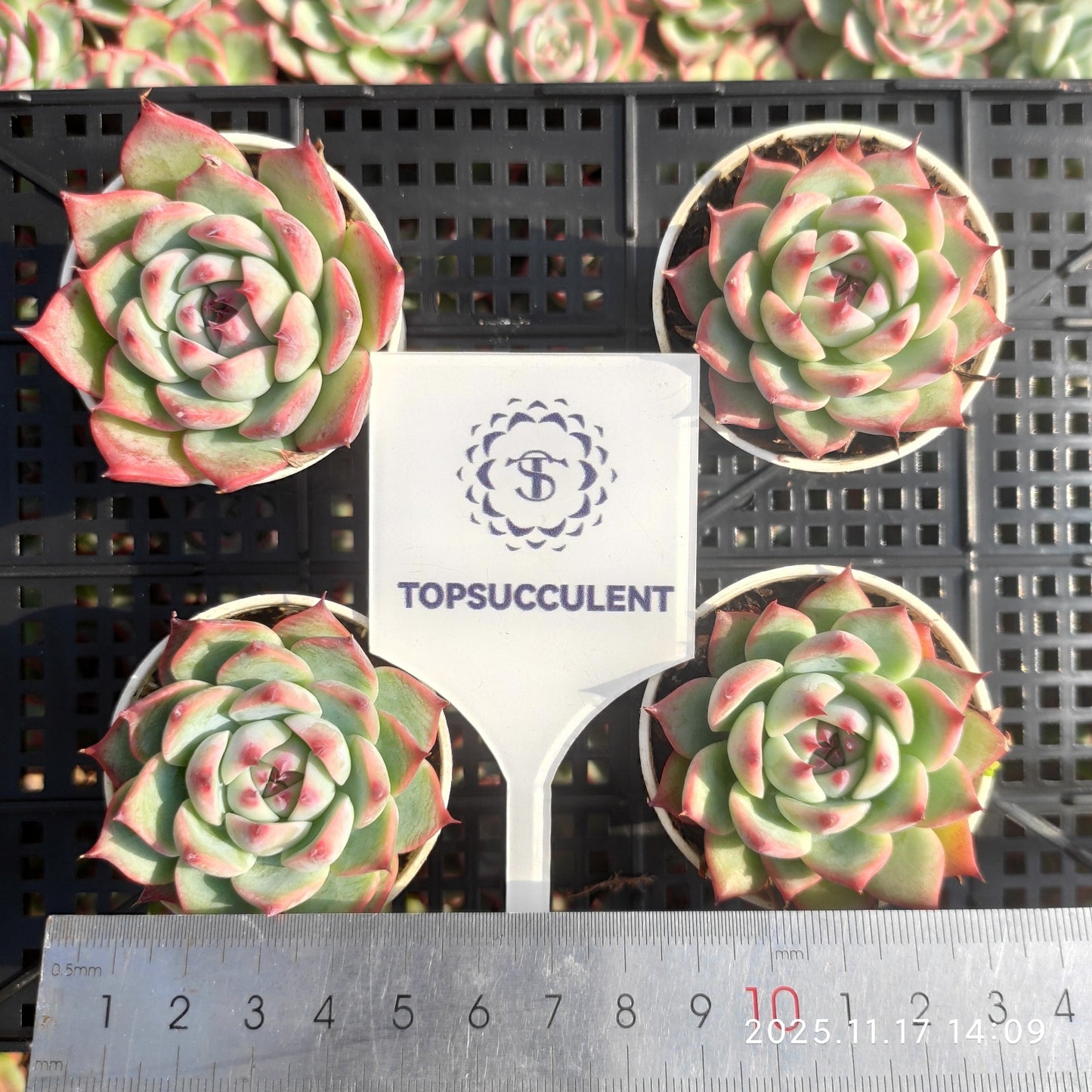 6403 Echeveria Chihuahuaensis (5.5cm pot size)