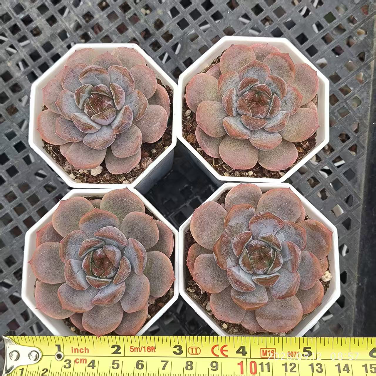 RDD326 Echeveria Red Lover(6.5cm pot size)