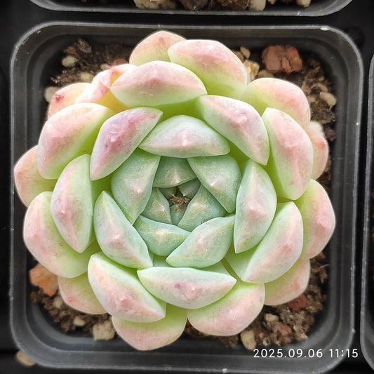 18925 Echeveria Ice Spirit Hyb (7cm pot size)