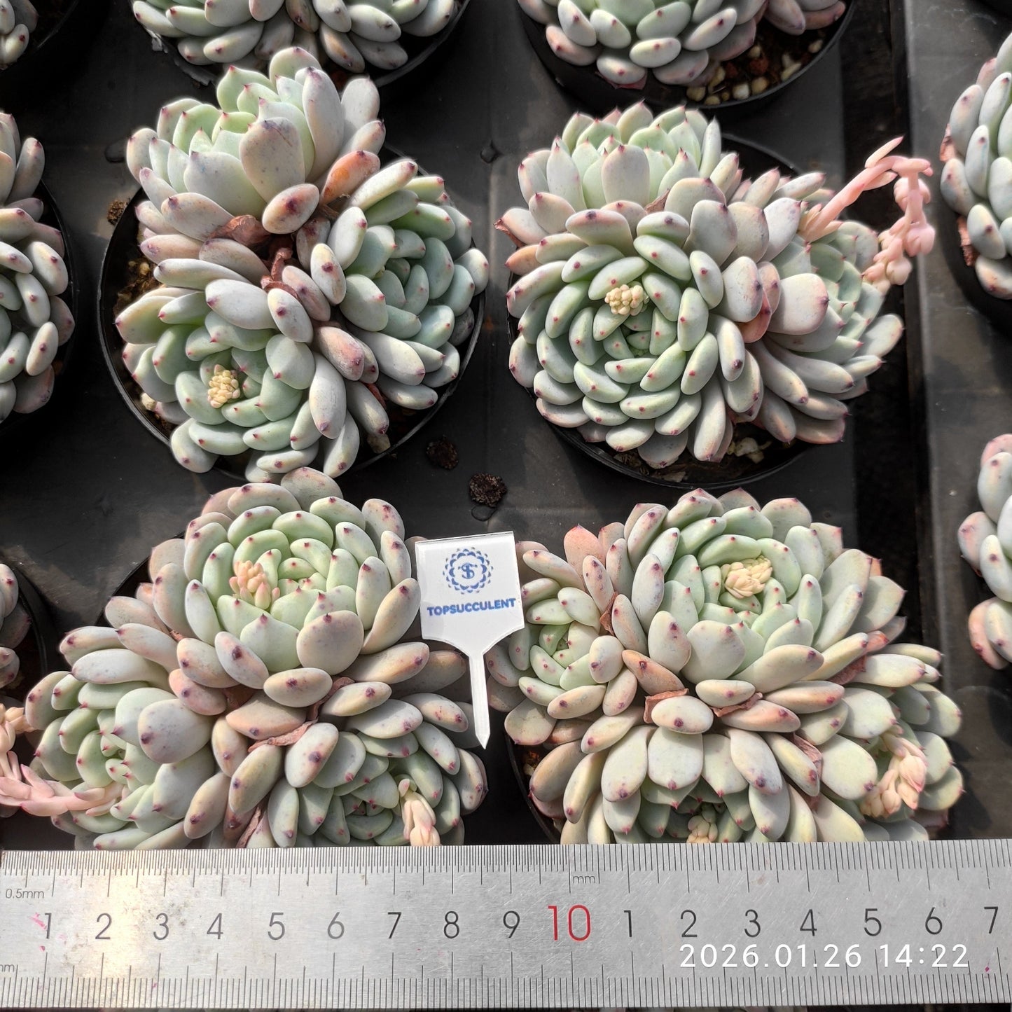 23681 Echeveria Beyonte (9cm pot size)