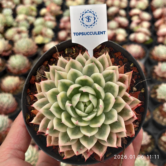 22267 Echeveria Butterfly Variegated (11cm pot size)